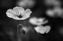 Blume Makro D31_5017 Kopie.jpg   26.04